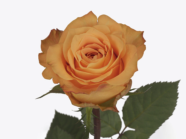Роза крупноцветковая "Malaga"