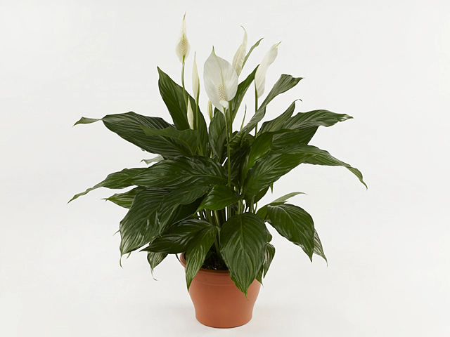 Spathiphyllum Bolero Cupido