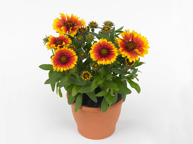 Gaillardia aristata Gallo Dark Bicolour