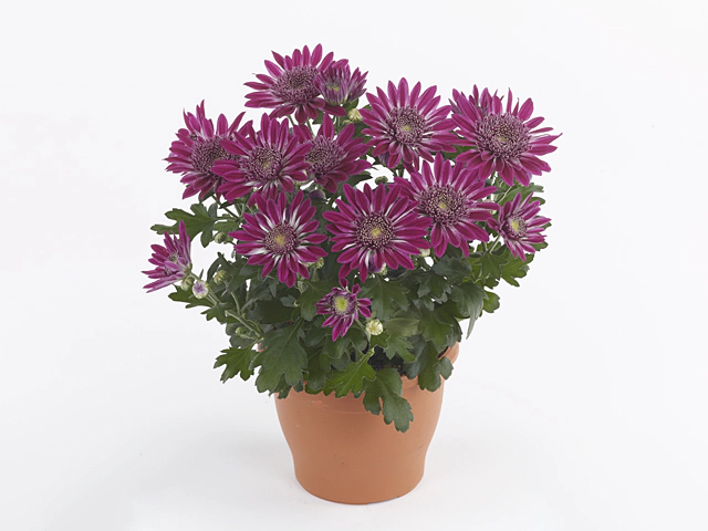 Chrysanthemum (Indicum Grp) Artistic Tina