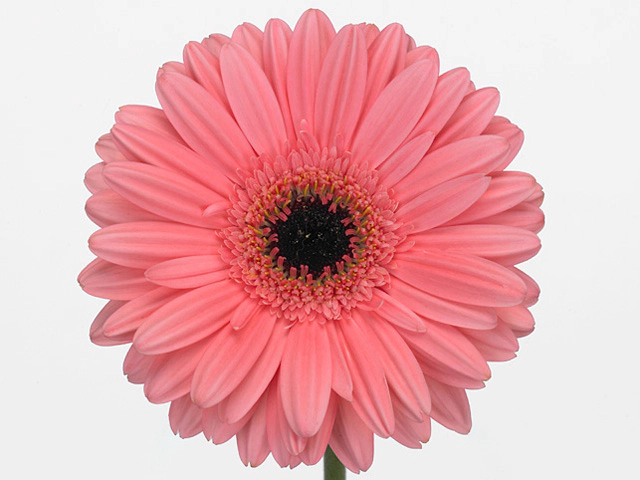 Гербера крупноцветковая "Pre-Intenzz"