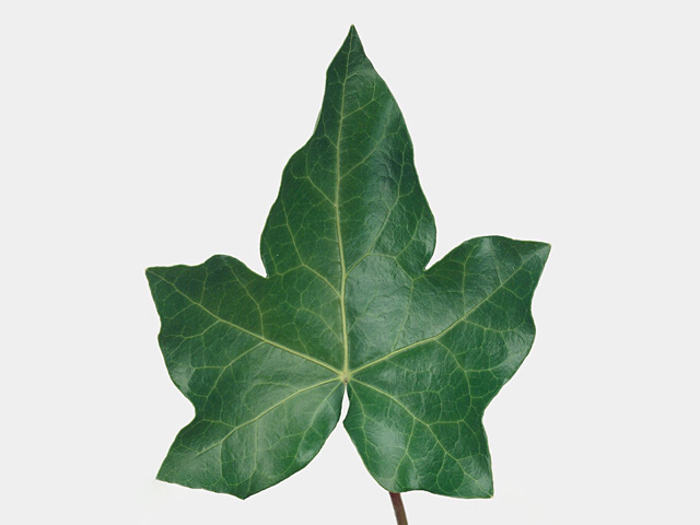 Hedera helix (leaf)