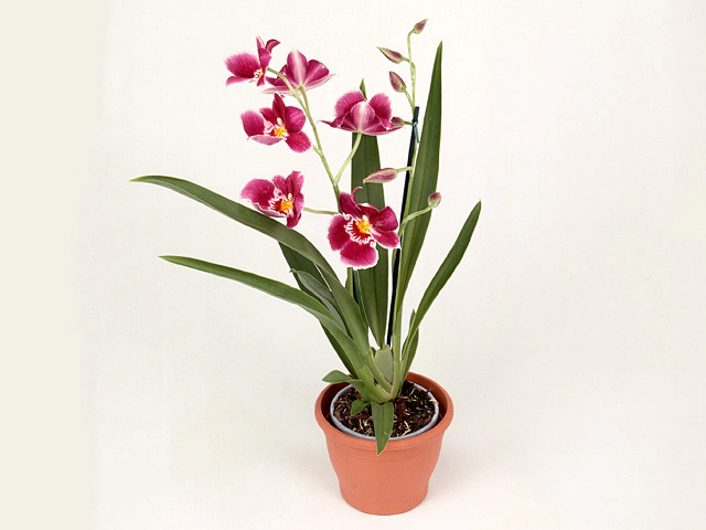 Miltoniopsis Red Tide