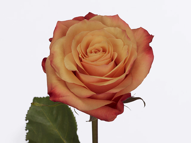 Роза крупноцветковая "Soleada"