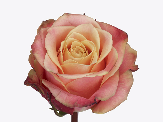 Роза крупноцветковая "Waverly"