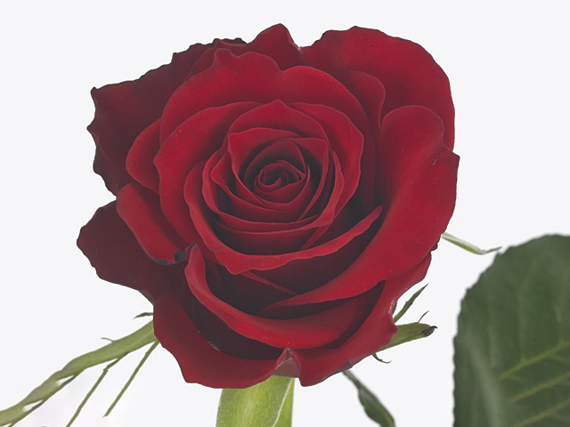 Роза крупноцветковая "Red Royce"