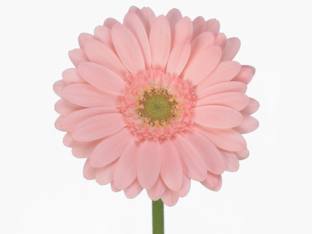 Гербера мини "Harper"