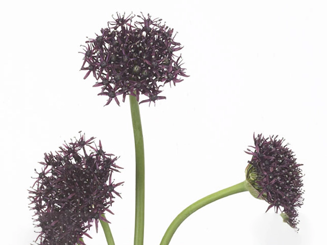 Allium atropurpureum