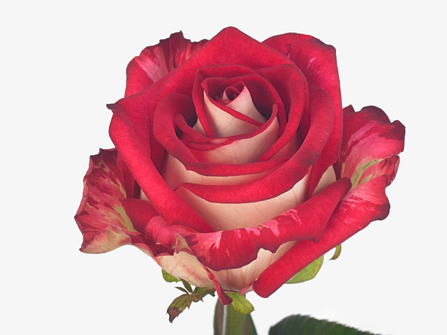 Роза крупноцветковая "Irina"