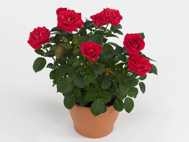 Роза "Red Beau Monde"