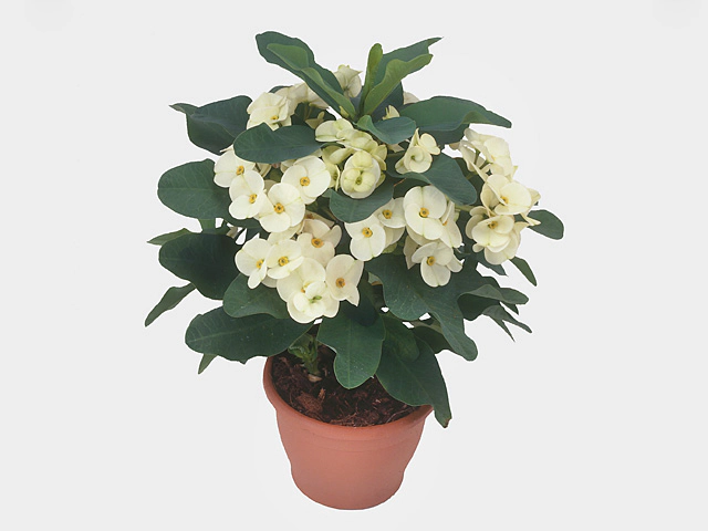 Euphorbia (Milii Grp) 'Athena'