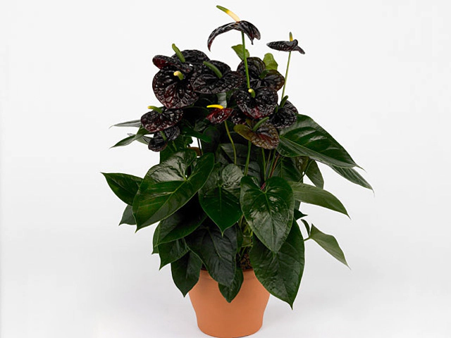 Anthurium (Andreanum Grp) Black Queen
