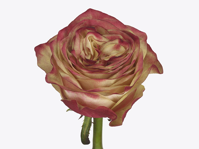 Роза крупноцветковая "Mordor"