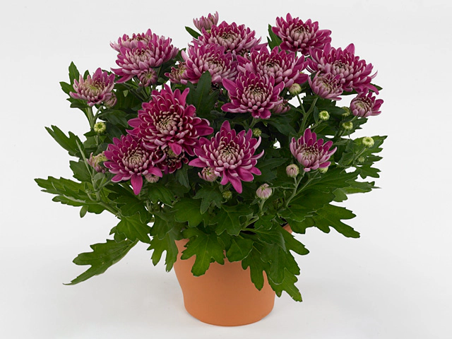 Chrysanthemum (Indicum Grp) Chrystal Misty Purple