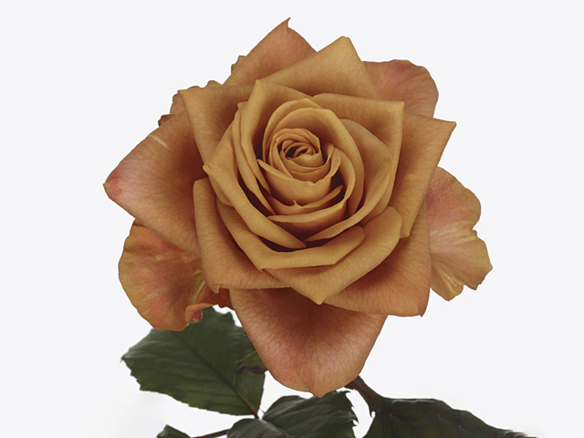 Rosa large flowered Symbol