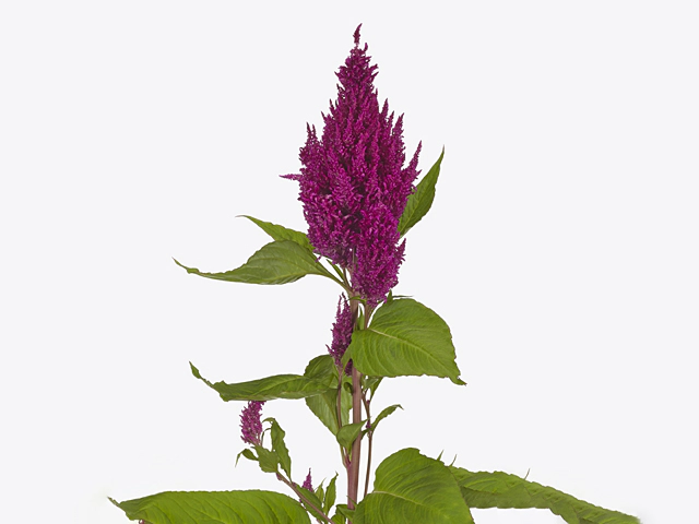 Celosia argentea (Plumosa Grp) Sunday Purple