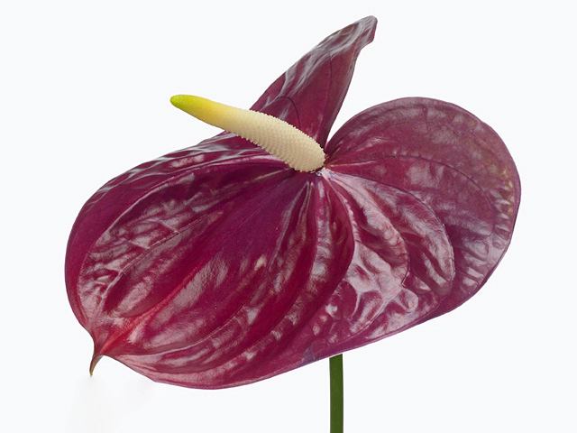 Anthurium (Andreanum Grp) Roxette