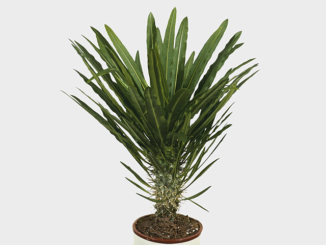 Pachypodium lamerei