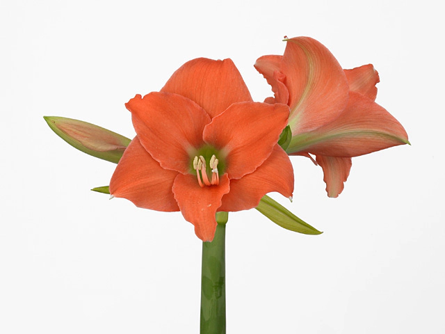 Hippeastrum (Diamond Grp) Intermezzo