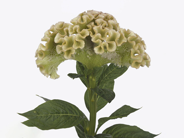 Celosia argentea (Cristata Grp) 'Muse Mint'