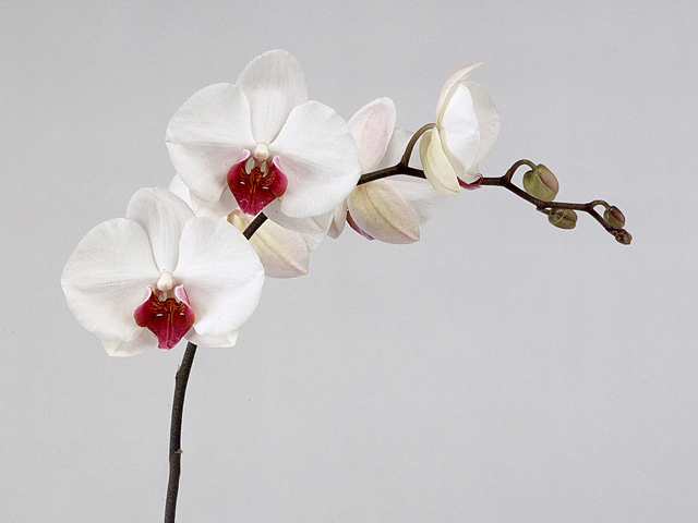 Phalaenopsis per branch Red Lips
