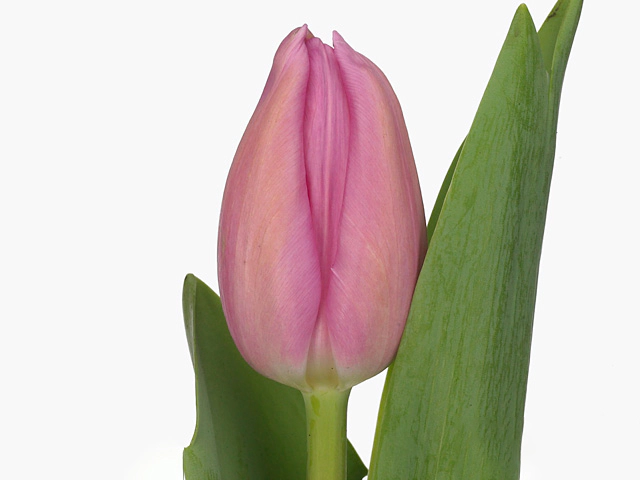 Тюльпан Триумф "Barcel Pink"