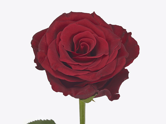 Роза крупноцветковая "Royal Class"