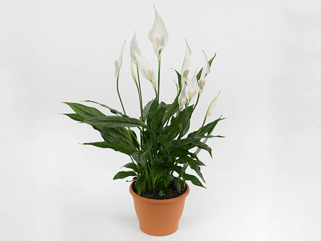 Spathiphyllum Silver Cupido