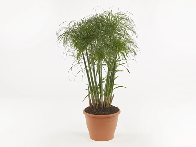 Cyperus papyrus 'Nofretete'