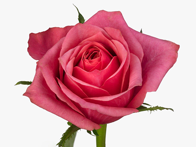 Роза крупноцветковая "Adv Diamond Jubilee"