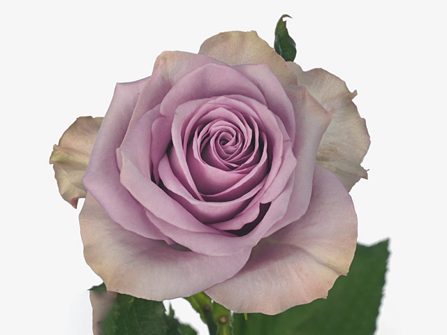Роза крупноцветковая "Nightingale!"