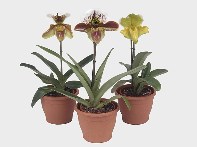 Paphiopedilum American hybrid mixed