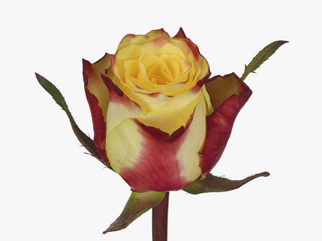 Роза крупноцветковая "Venise"