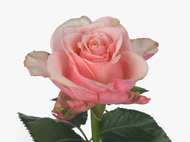 Роза крупноцветковая "Color Fusion"