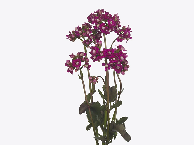 Каланхоэ "Elegant Purple Meadow"
