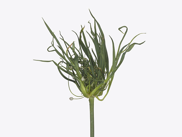 Allium ampeloprasum 'Fido Dido'