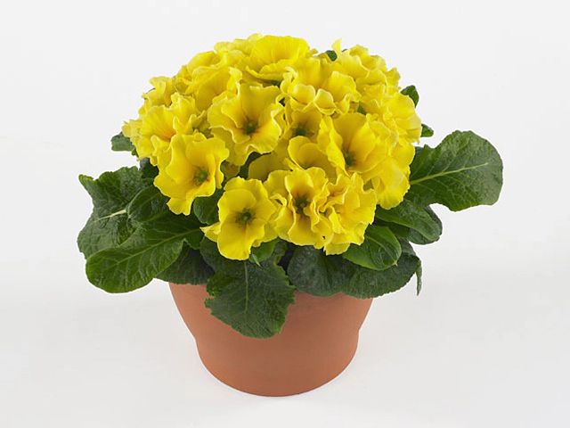 Primula (Acaulis Grp) 'Rosanna Yellow Shades'