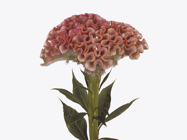 Celosia argentea (Cristata Grp) 'Muse Pink'
