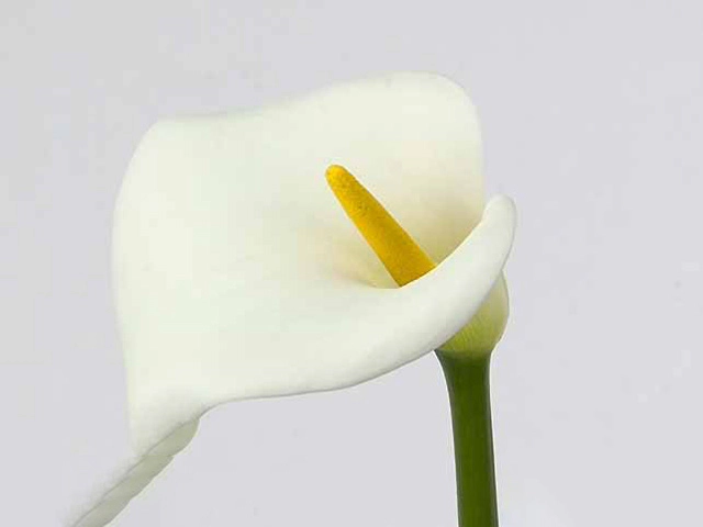 Zantedeschia aethiopica 'Avalanche'