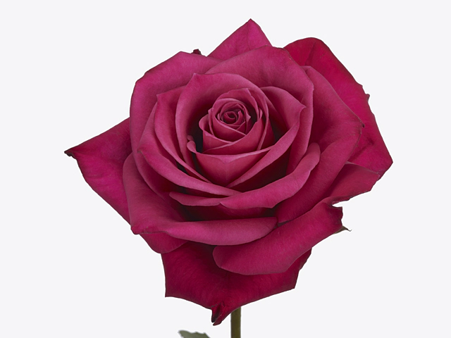 Роза крупноцветковая "Kazoo-Bb"