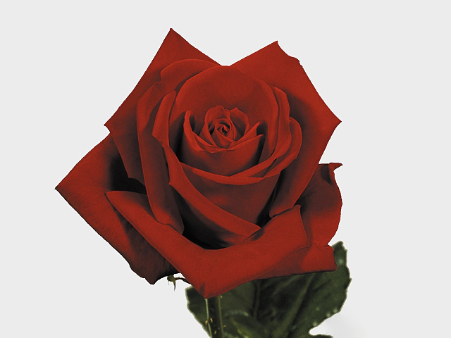 Роза крупноцветковая "First Red"