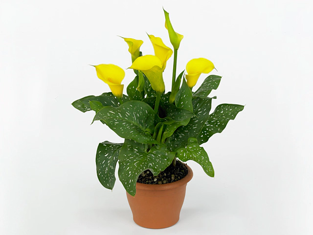 Zantedeschia 'Serrada'