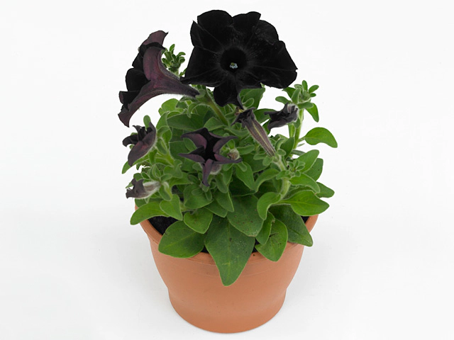 Петуния "Crazytunia Black Mamba"