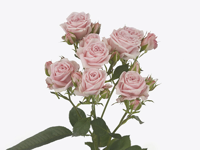 Роза спрей "Smooth Blossoms"