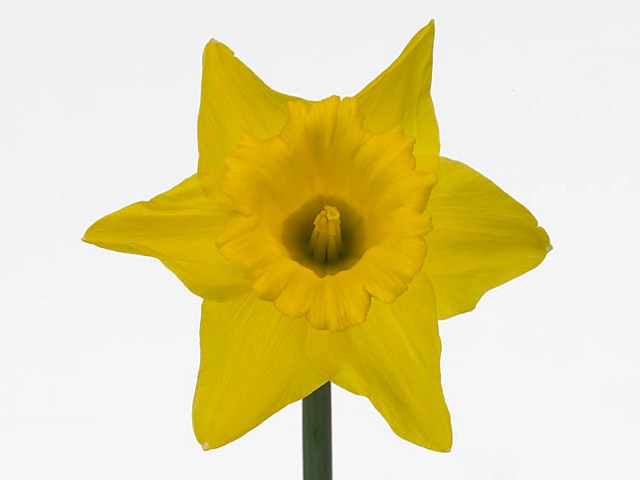 Narcissus (Large-cupped Grp) 'Dellan'