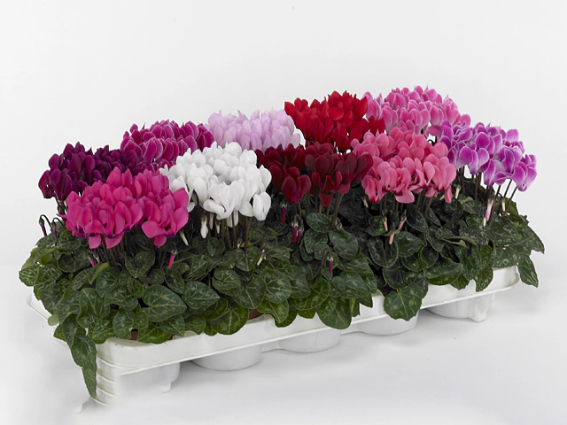 Cyclamen persicum small flowered Super Serie Carino