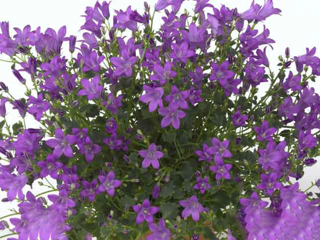 Campanula portenschlagiana Blue Get MEE