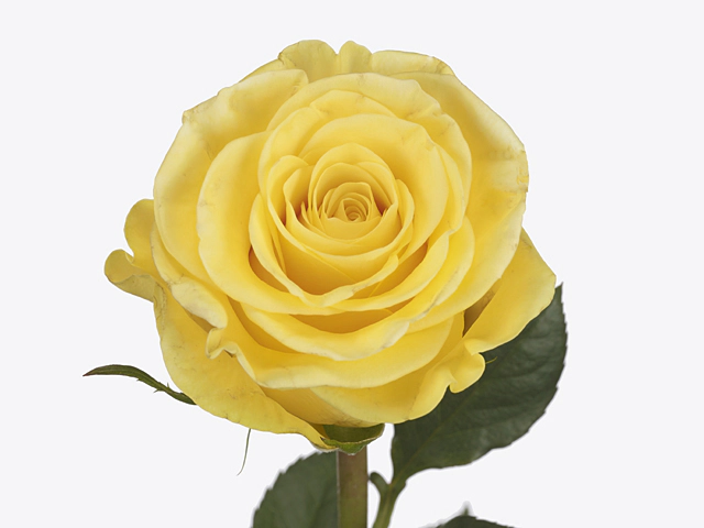 Роза крупноцветковая "Amarela"