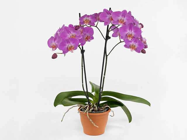 Phalaenopsis Floriclone Purple Dust