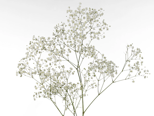 Gypsophila paniculata 'Pearl Ginga'